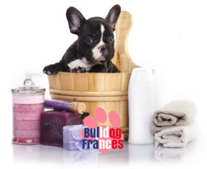 Como bañar al bulldog francés