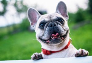 Bulldog Francés Características