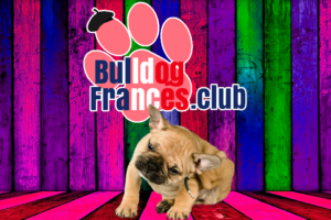 Dermatitis atópica en Bulldog francés