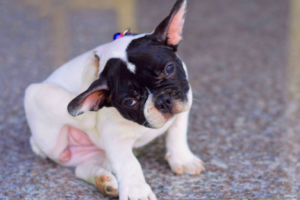 Remedios caseros dermatitis atópica perros