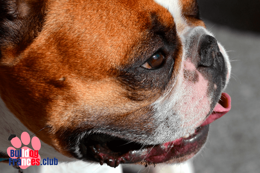 Síndrome braquiocefálico en el bulldog francés