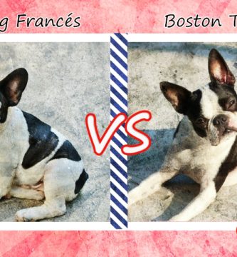 Bulldog francés vs Boston Terrier