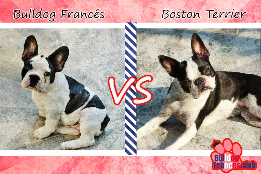 Bulldog francés vs Boston Terrier