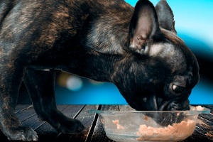 Errores en alimentación de un bulldog francés