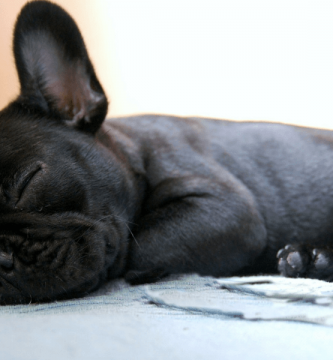 bulldog frances cachorro negro