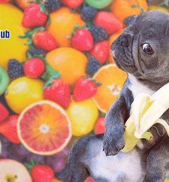 14 Frutas que tu bulldog francés puede comer
