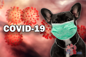 Coronavirus y bulldog francés
