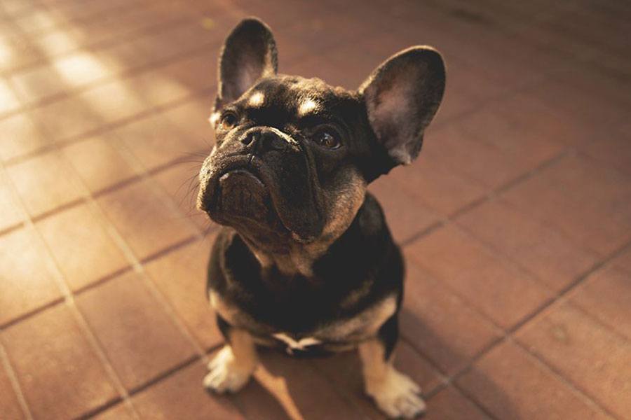 bulldog frances marron y negro