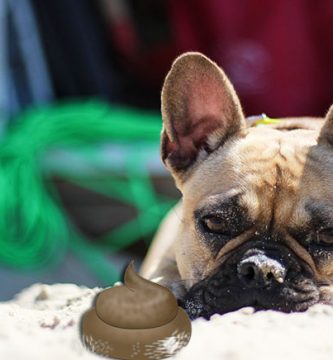 mi bulldog francés come caca