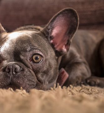 pérdida de pelo en perros