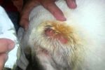 dermatitis humeda canina