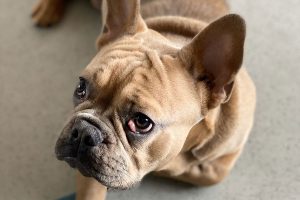 ojo de cereza en bulldog frances