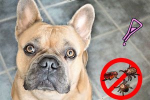 parasitosis en perros