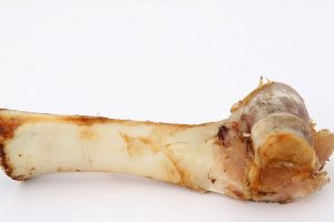 todos los alimentos tóxicos para perros