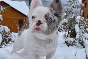 que es el bulldog frances fluffy