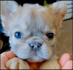 bulldog frances pelo largo