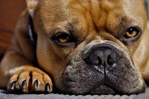 nariz seca en mi perro bulldog frances