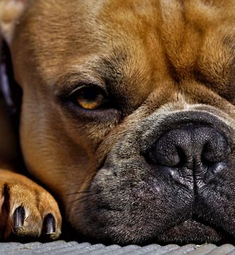 nariz seca en mi perro bulldog frances