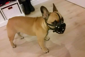 bozal para bulldog francés con correas