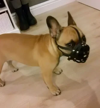 bozal para bulldog francés con correas